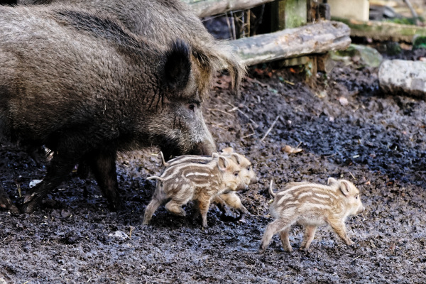 Frischlinge im Tierpark Olderdissen Frischlinge im Tierpark Olderdissen