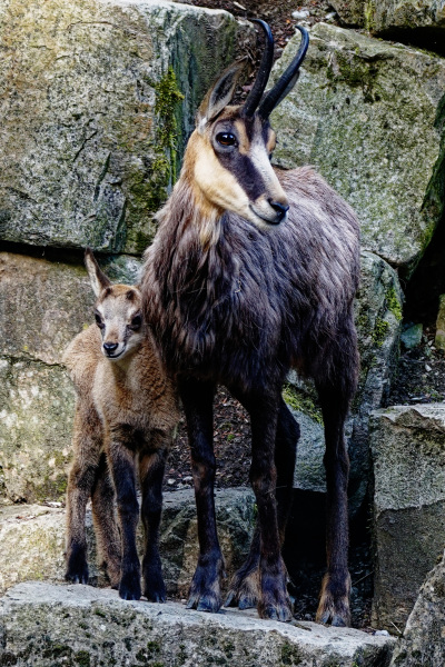 Neuzugang im Tierpark Olderdissen: Der neugeborene Steinbock erklimmt schon einmal die Steine im Gehege. Foto: Steve McAlpine