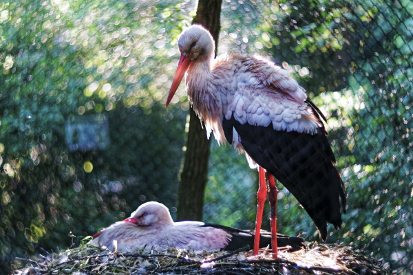Ein junger Storch steht im Nest, ein weiterer hockt neben ihm.