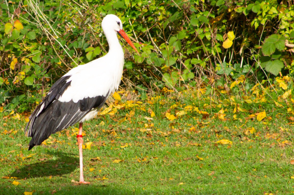 Storch Frau Meier