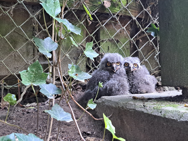 Gleich sechs dieser flauschigen Jungtiere sind im Eulengehege im Tierpark Olderdissen zu bestaunen. Foto: Umweltbetrieb/Stadt Bielefeld