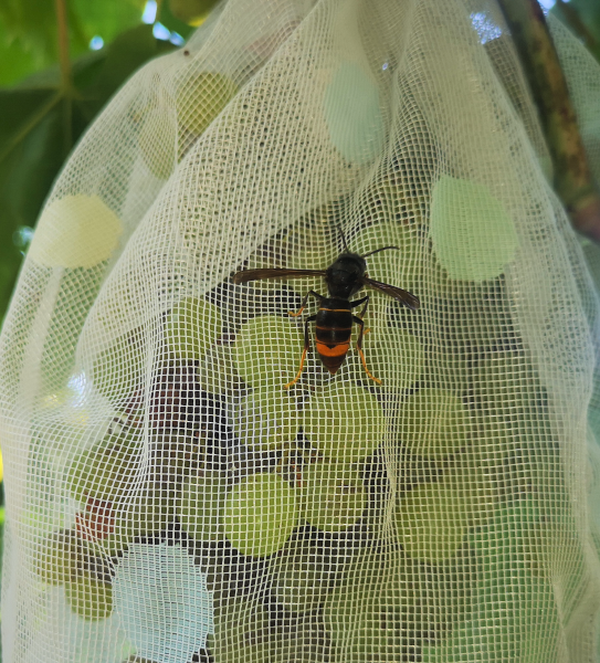 Asiatische Hornissen (Trauben)