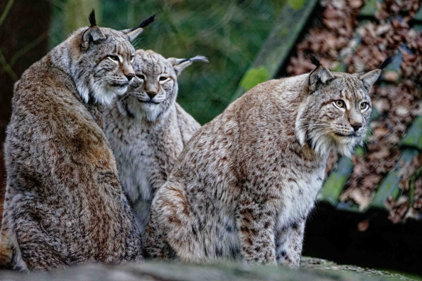 Die Luchse im Tierpark Olderdissen