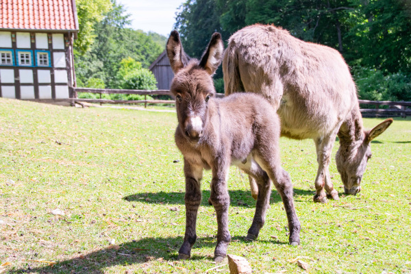 Esel im Tierpark Olderdissen