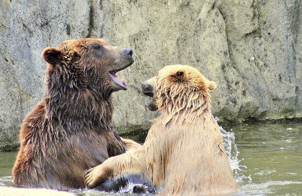 Braunbären Max und Jule - ehemalige Tierpark-Bewohner.