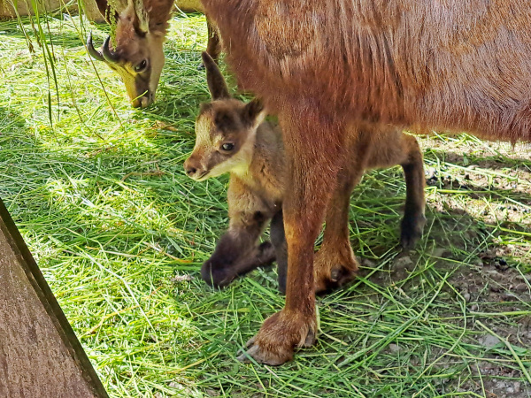 Nachwuchs im Tierpark Olderdissen: das erste Jungtier bei den Alpengämsen (Rupicapra rupicapra) kam Ende Mai auf die Welt. Foto: UWB