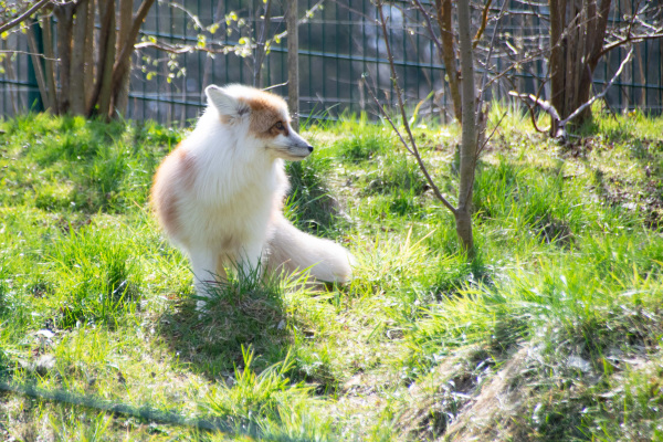 Rotfuchs Akeno im Tierpark Olderdissen