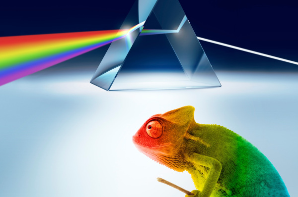 Faszination Farbe, ein buntes Chamäleon unter einem Prisma mit Regenbogenfarben