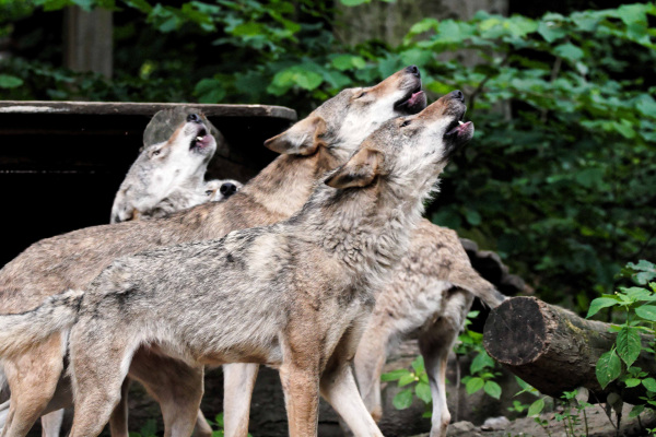 Wolfsrudel im Tierpark Olderdissen Wolfsrudel im Tierpark Olderdissen
