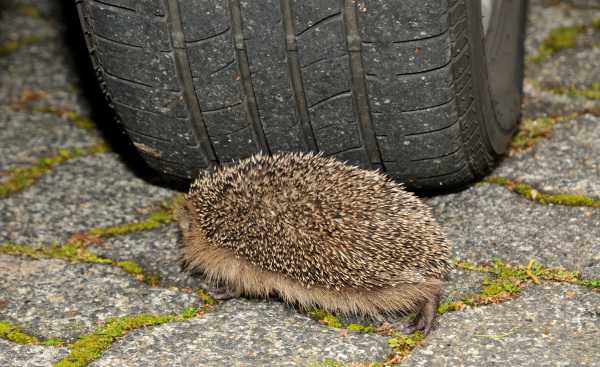 Ein Igel läuft hinter einem stehenden Auto her.