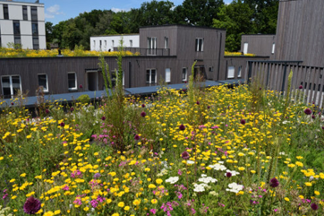 Bielefeld begrünt Häuser