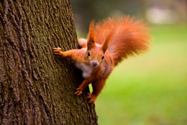 Rotes Eichhörnchen in der natürlichen Umgebung