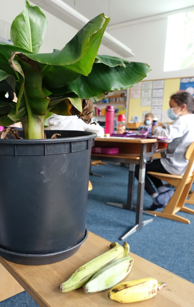 Bananenpflanze und Bananen in Schulklasse