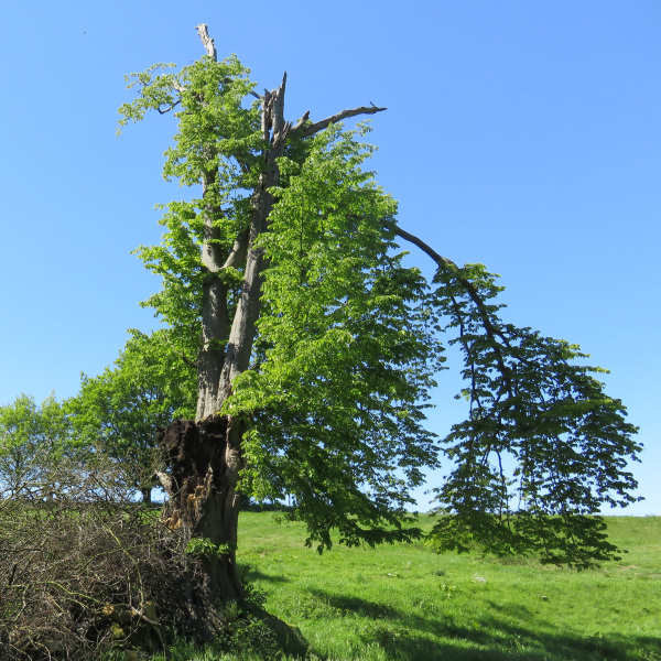 Baumkrone eines Habitabaumes