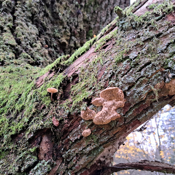 Pilzfruchtköper, Flechten und Moose an abgestorbenem Ast