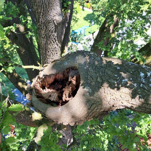 Eingefaulte Bruchstelle
