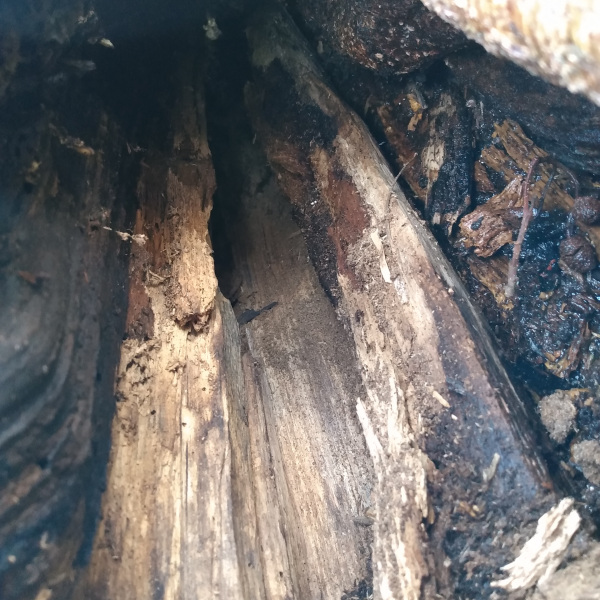 Ausgefaulte Baumhöhle