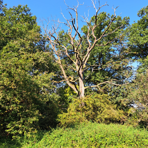 Baum mit abgestorbener Krone