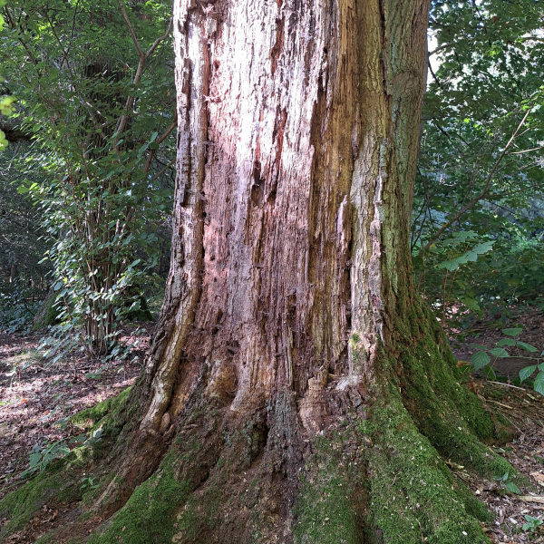 Abgestorbenes Holz am Stamm