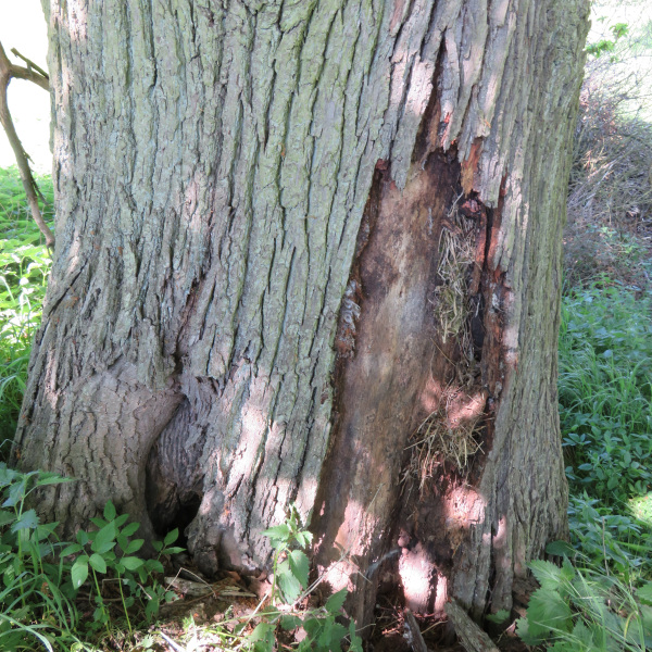 Faulstellen und Nistmaterial hinter der Rinde