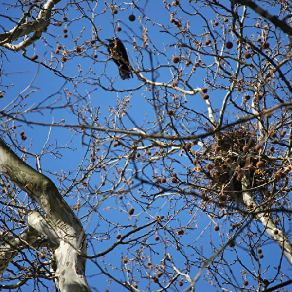 Vogelnest in Baumkrone