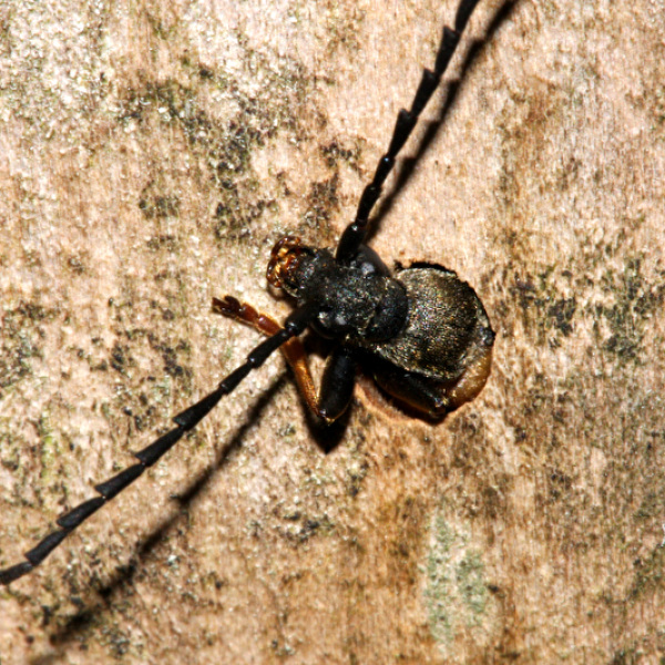 Bockkäfer in abgestorbenem Holz