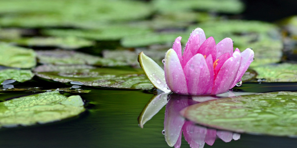 Teich mit einer geöffneten rosa Seerose