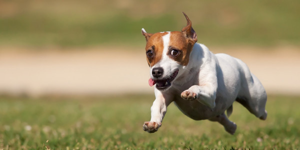 Hundeauslaufbereiche