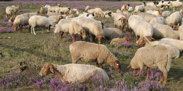 Schafbeweidung auf Heideflächen