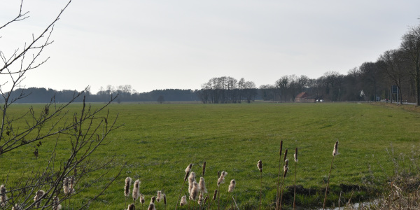 Blick auf die Wiesen südlich der Karl-Triebold-Str.