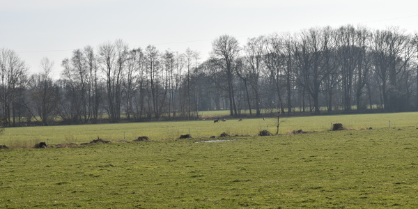 Wiesenflächen entlang des Reiherbachs