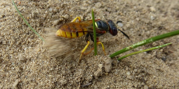 Bienenwolf, Fotografin: Marieluise Bongards