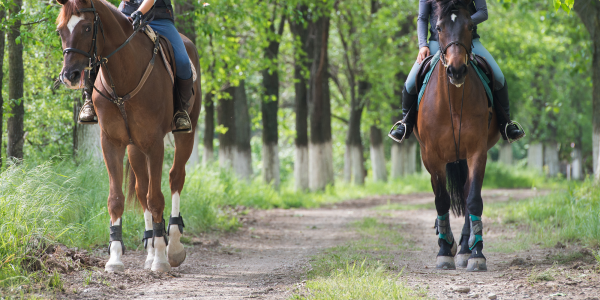 Reiten im Wald