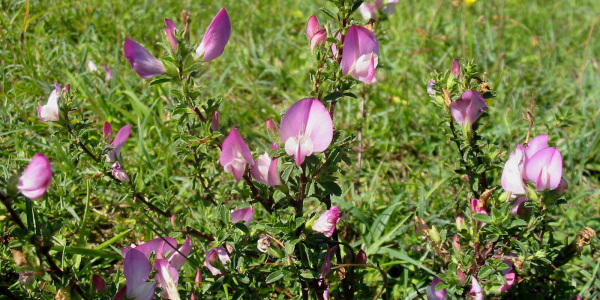  Dorniger Hauhechel; Foto: Biologische Station Gütersloh/ Bielefeld