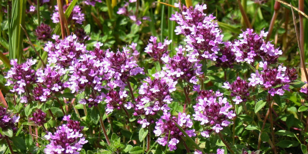  Feld-Thymian; Foto: Biologische Station Gütersloh/ Bielefeld