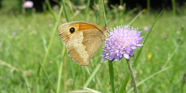 Großes Ochsenauge an Ackerwitwenblume; Foto: Biologische Station Gütersloh/ Bielefeld