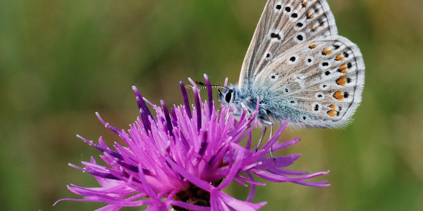 Hauhechel-Bläuling an Flockenblume; Foto: Biologische Station Gütersloh/ Bielefeld