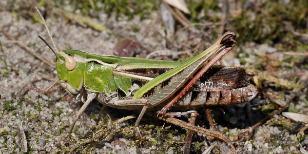 Heide-Grashüpfer; Foto: Biologische Station Gütersloh/ Bielefeld