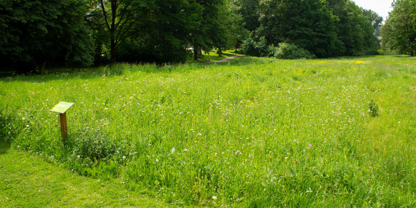 Blühwiese Schloßhofstraße Mai 2022