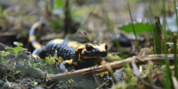 Feuersalamander; © Stadt Bielefeld Umweltamt