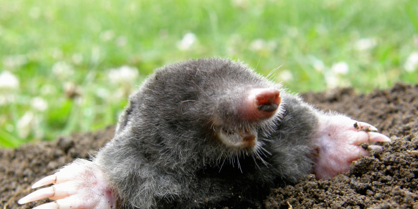 Maulwurf