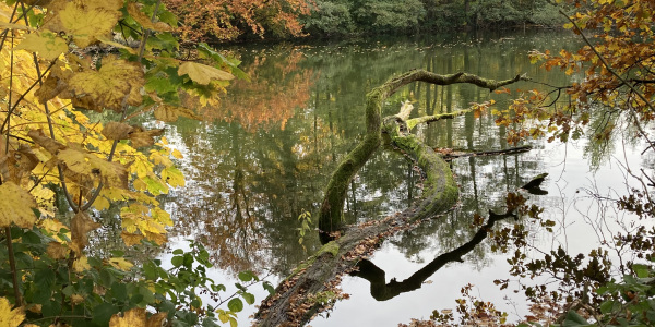 Stillgewässer im Herbst