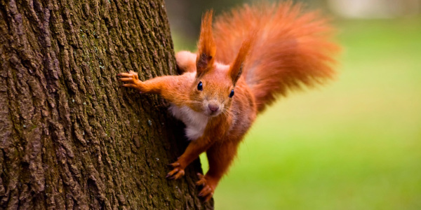 Rotes Eichhörnchen in der natürlichen Umgebung