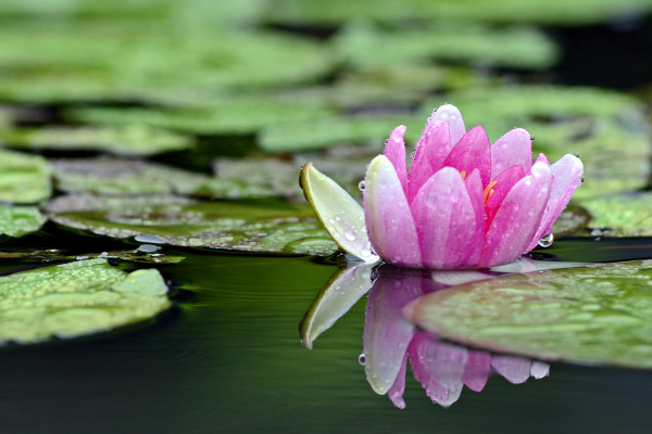 Teich mit einer geöffneten rosa Seerose