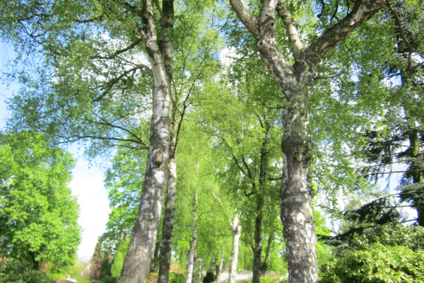 Alter Friedhof Brake