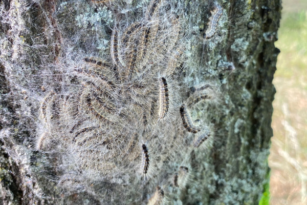 Eichenprozessionsspinner an einem Baum