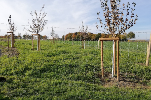 Streuobstwiese Johannisbachaue
