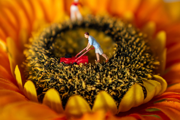 Die Blüte einer Sonnenblume, in der eine kleine Figur mit einem Rasenmäher Kreise zieht.