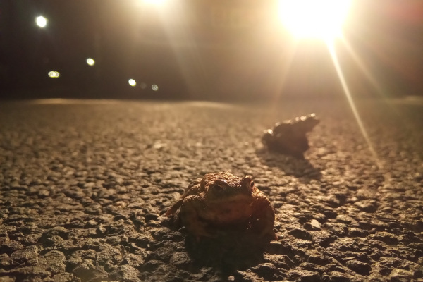 Kröten auf der Straße
