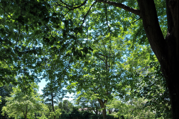 Nicolaifriedhof von Artur Terner